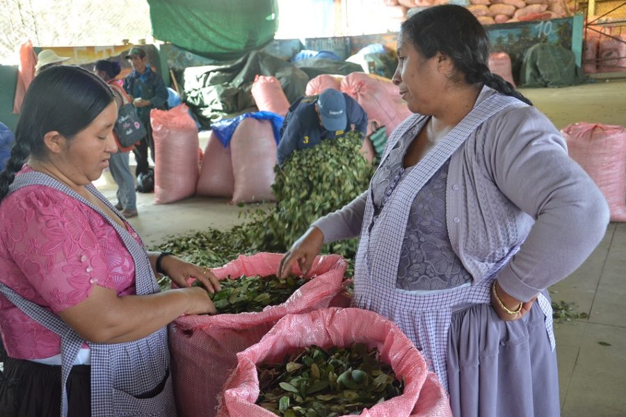 Twee Boliviaanse vrouwen bespreken de kwaliteit van hun verse coca-bladeren op
de markt