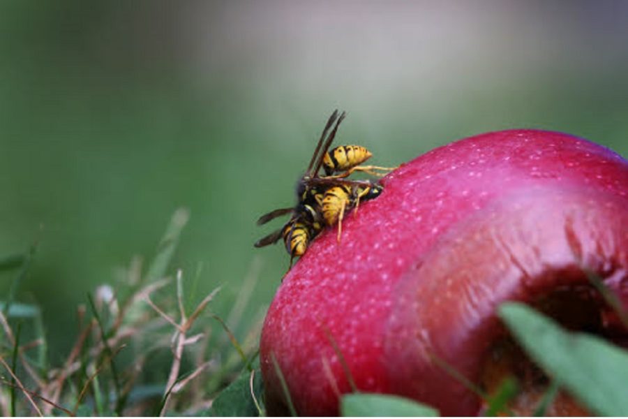Wespen op een rottende appel