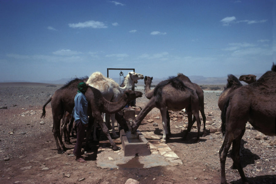 Wat als de kamelen niet willen drinken?