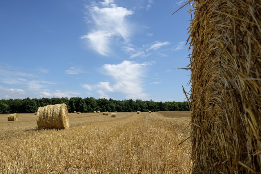 Landbouw in het Vlaamse regeerakkoord: ambitieus, maar weinig concreets