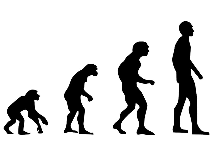 Ook al is Darwins evolutietheorie in brede kringen aanvaard, de religieuze
logica blijft het moeilijk hebben met de aap als voorouder én spiegelbeeld.