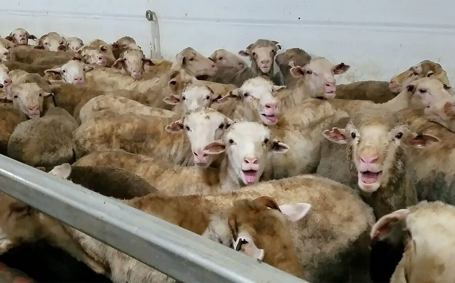 Oververhitte schapen aan boord van het Australische veeschip Awassi Express.
Sindsdien heeft Roemenië de rol als halalschapenexporteur overgenomen van
Australië.