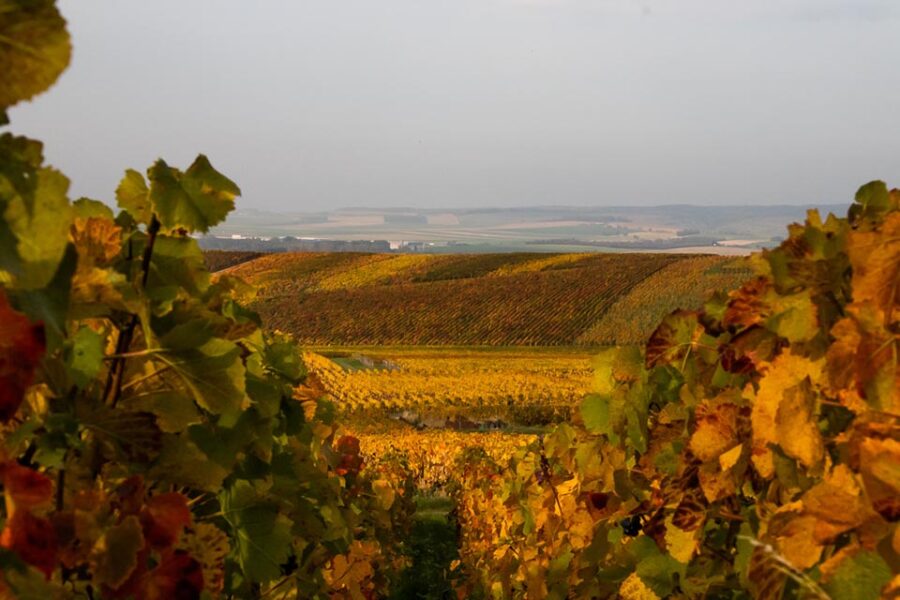 Een van de traditionele wijngaarden in de Champagne-streek.