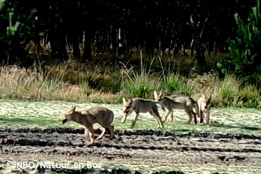 Wildcamera toont de vier welpjes alias ‘de Bosland Daltons’ in Limburg in juli
2020. De kroost van wolven Noëlla en August.