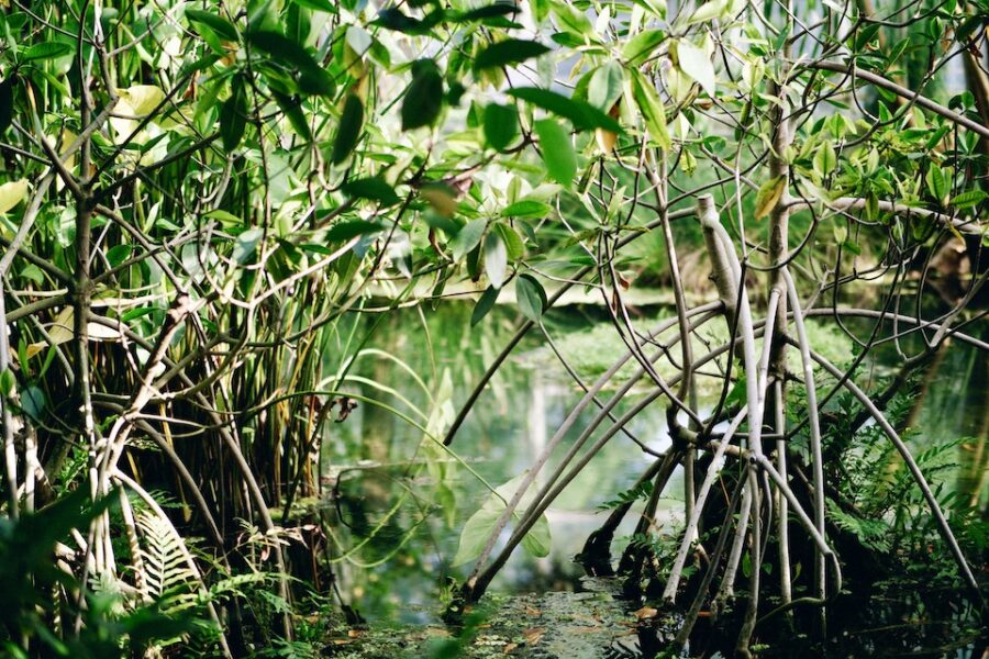 Een mangrove, ofte: een drijvend bos.